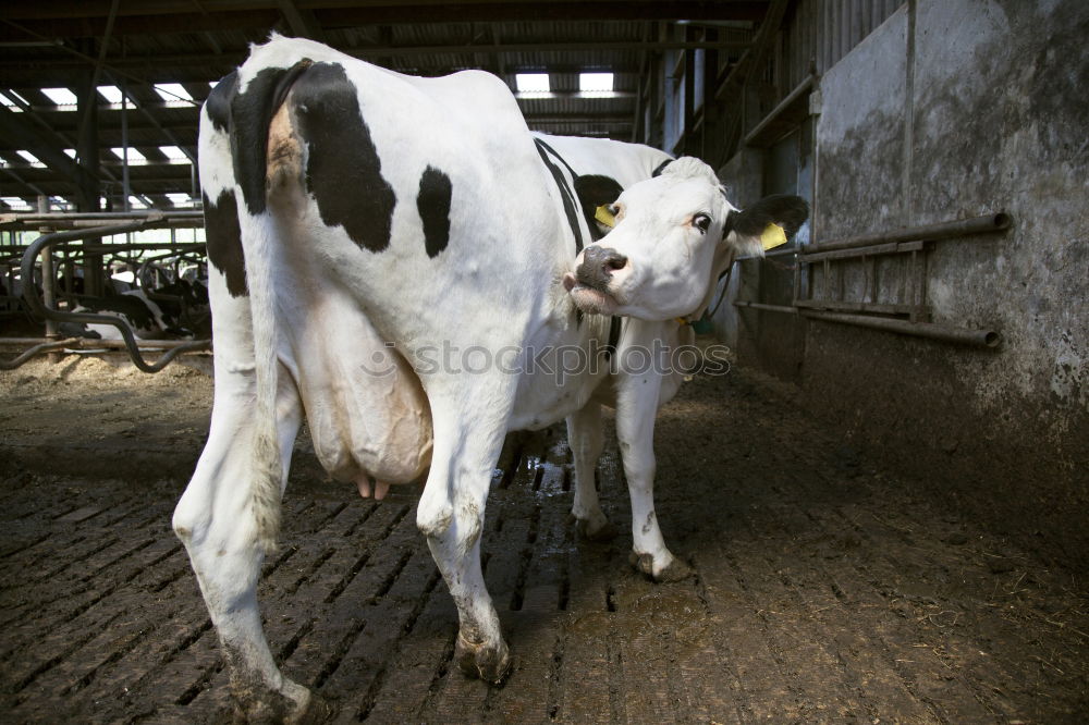 Similar – Image, Stock Photo lucky pig Swine Farm