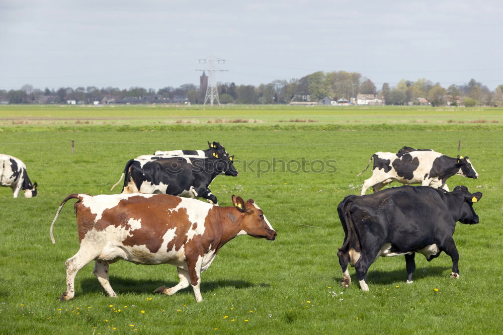 Similar – friesische kühe Natur