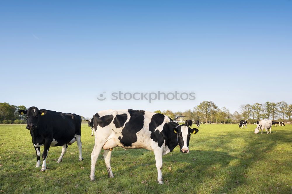 Similar – Four young cops on a meadow looking into the camera