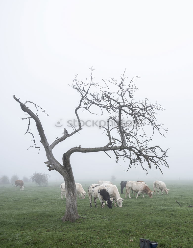 Similar – sheep Eating Agriculture