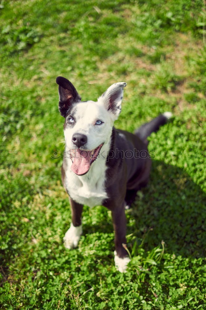 Similar – Image, Stock Photo Boston Terrier Puppy Joy