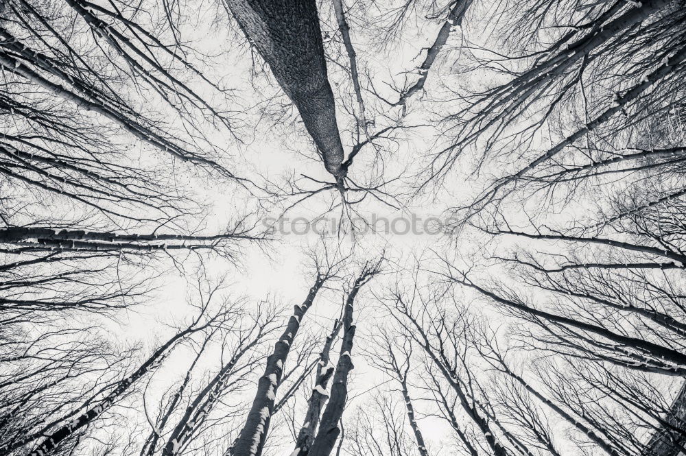 Similar – Image, Stock Photo Embellished Tree Winter