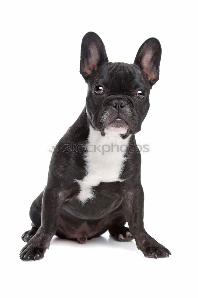 Similar – Boston Terrier Studio Portrait