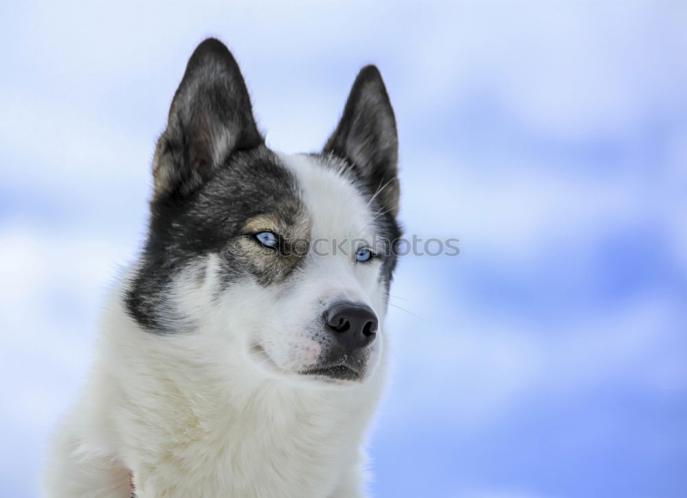 Similar – Image, Stock Photo Portait of a sled dog