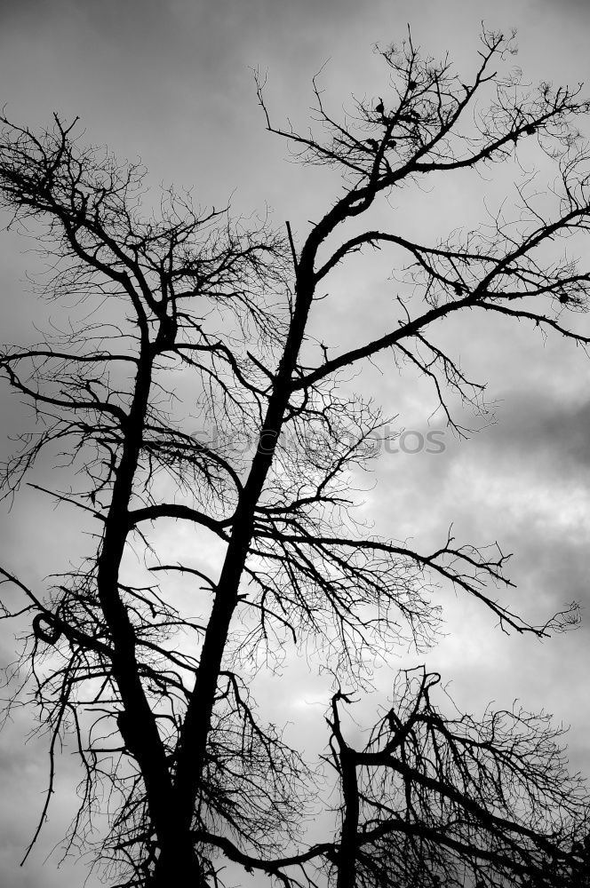 Brocken Umwelt Natur