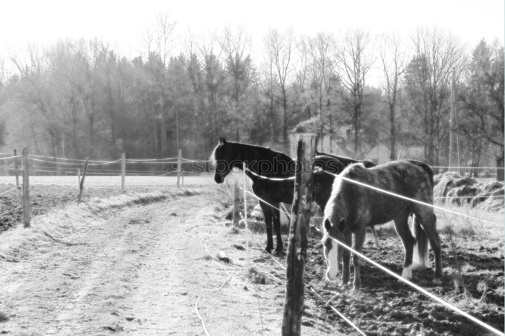 Similar – Image, Stock Photo cow pasture Cow Animal