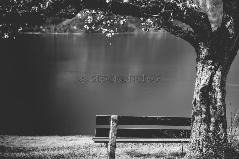 Similar – Image, Stock Photo ParkBank Nature Landscape