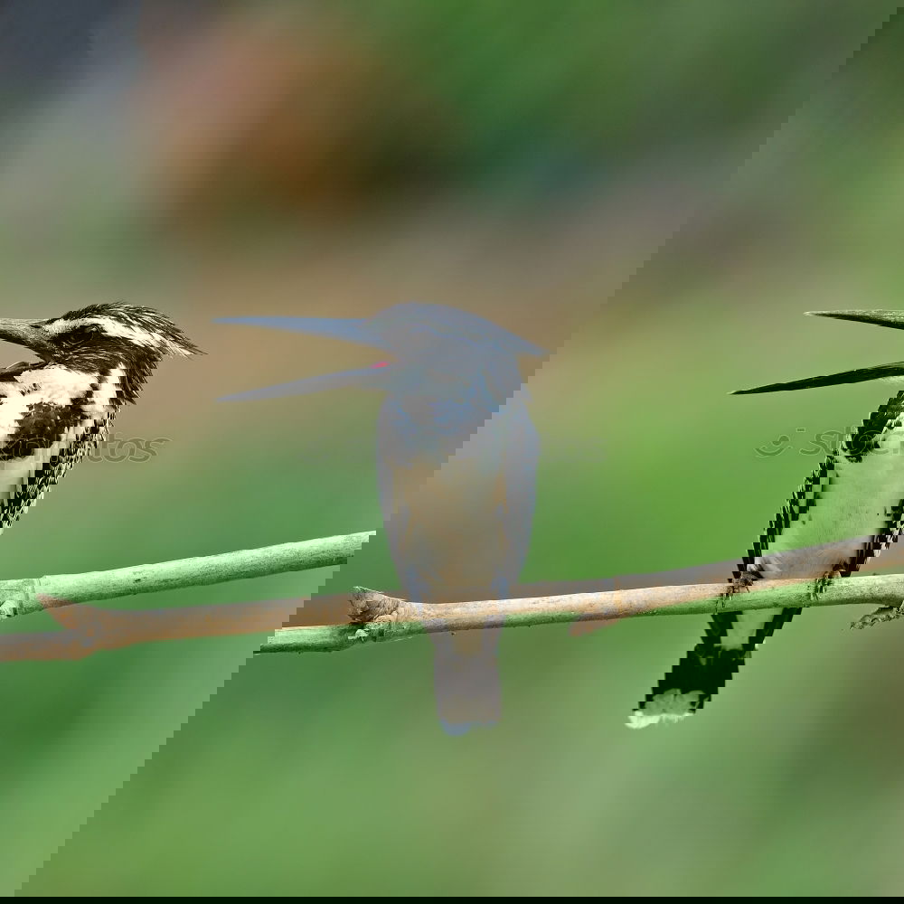 Similar – Image, Stock Photo Great Spotted Woodpecker