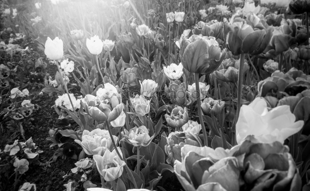 Similar – Blumenmeer Mohn Licht