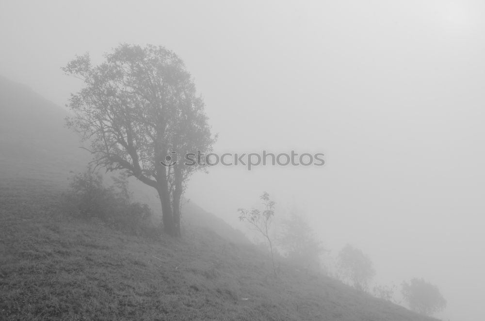 Similar – Image, Stock Photo snow-covered tree Tree