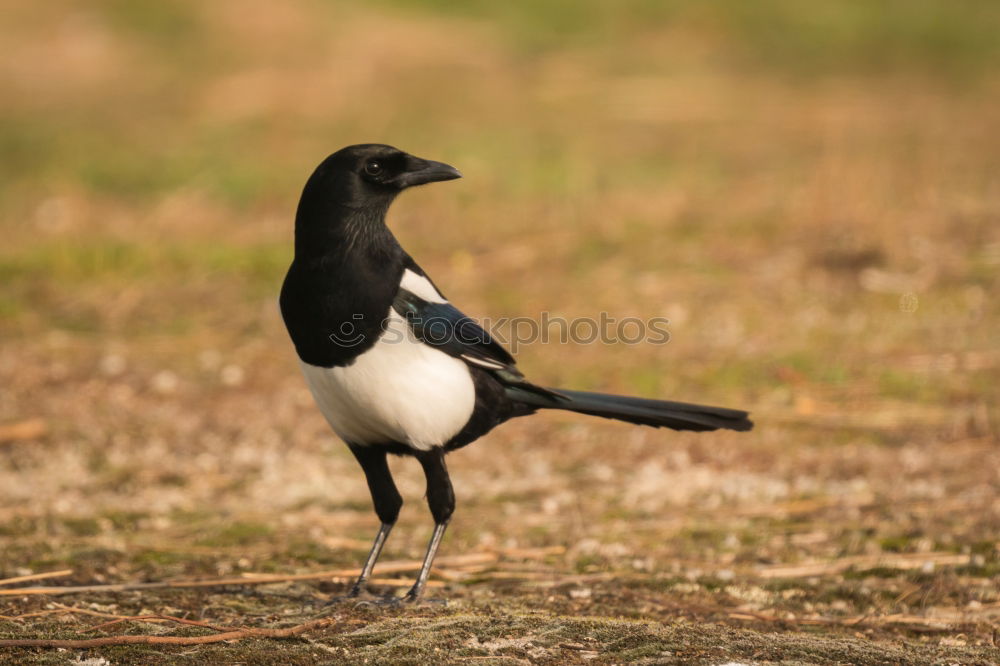 Similar – elster Elster Vogel