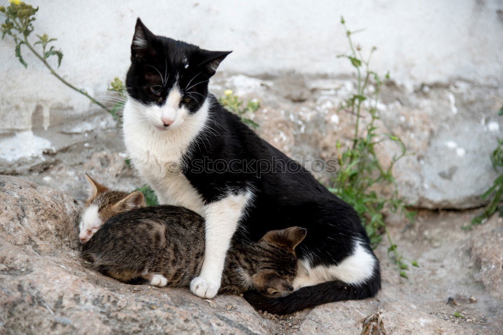 Similar – Image, Stock Photo meal Cat Animal To feed