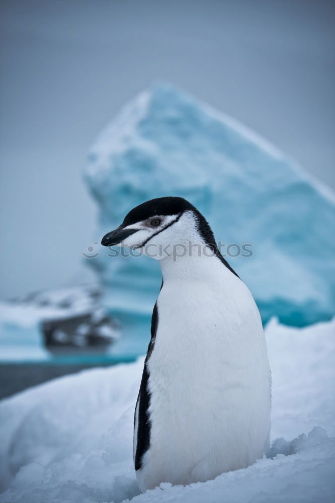 Similar – Penguin near the sea Coast