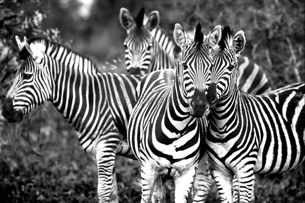 zebras Zebra In pairs