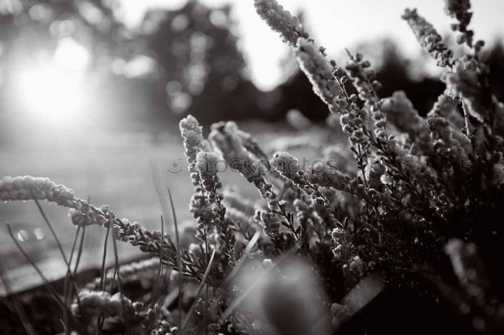 Similar – Just in the wind Gras Feld