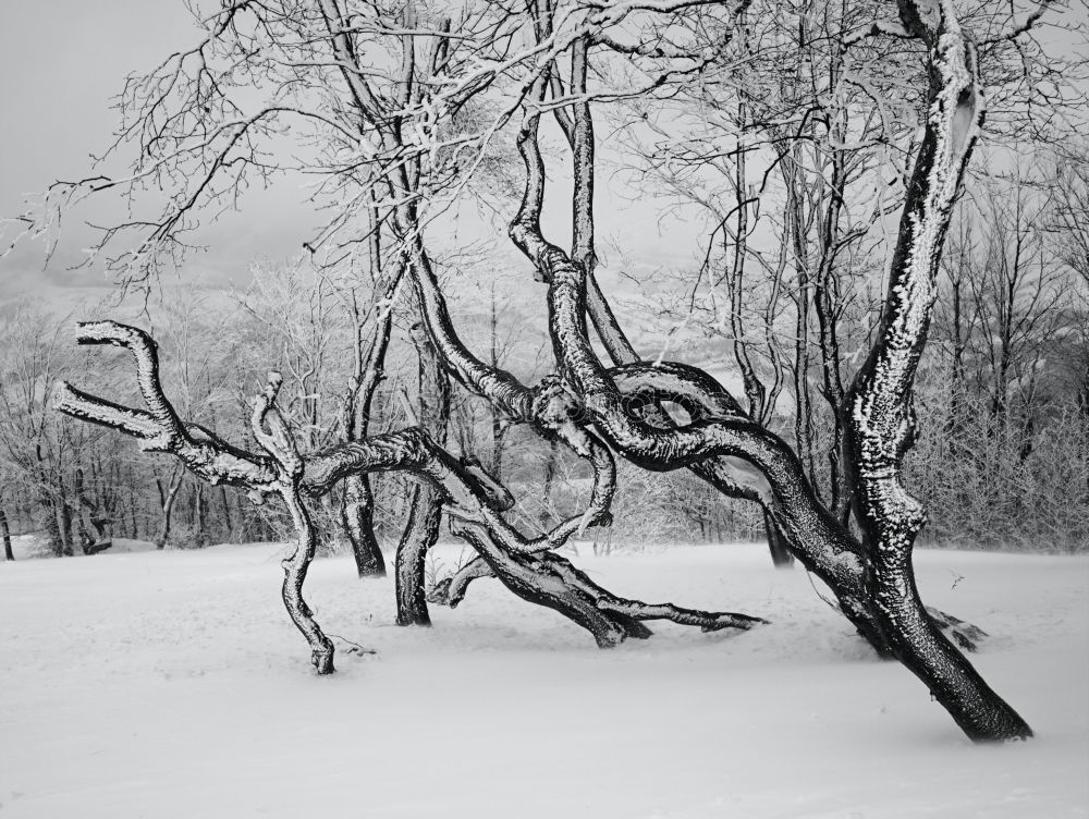 Similar – ice age Nature Landscape