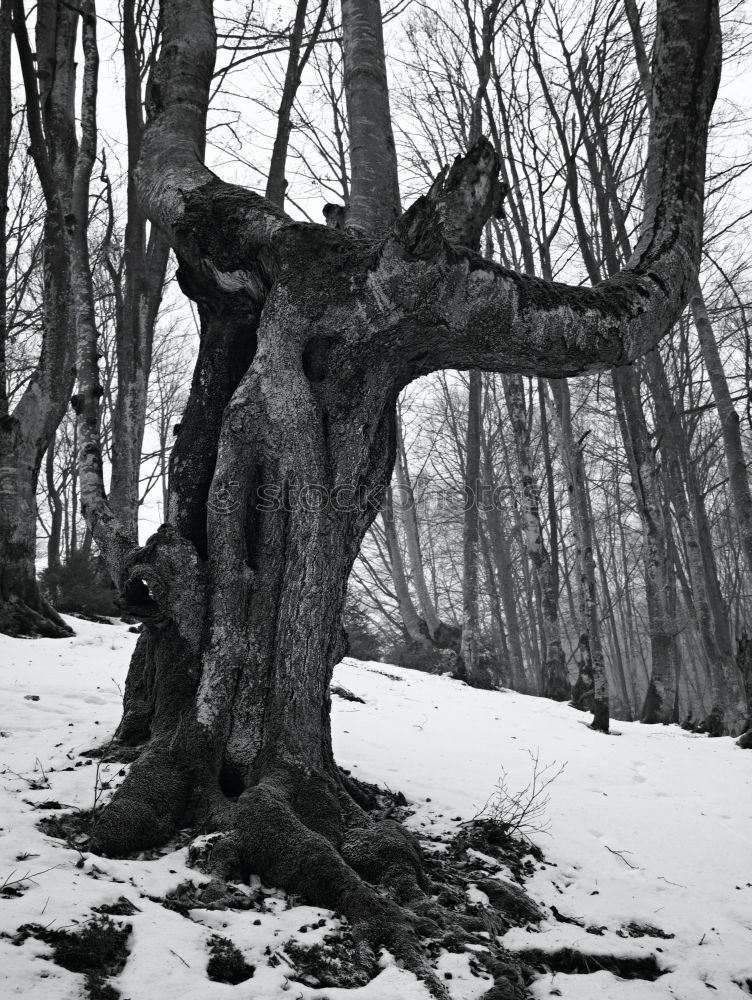 Similar – Foto Bild Spiegel im Wald Umwelt