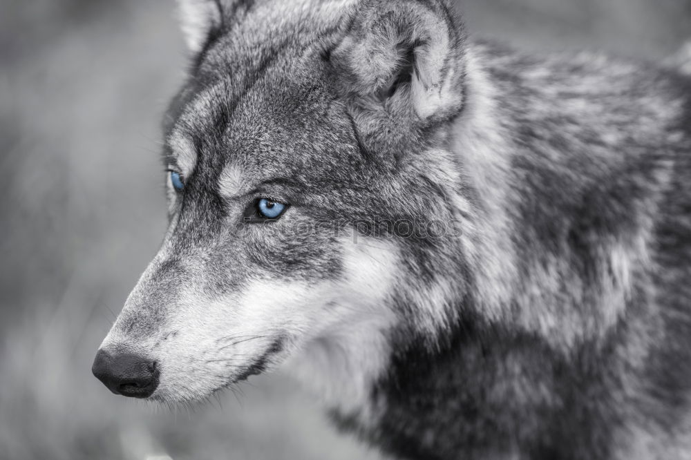 Similar – Image, Stock Photo inquisitiveness Wolf Snout