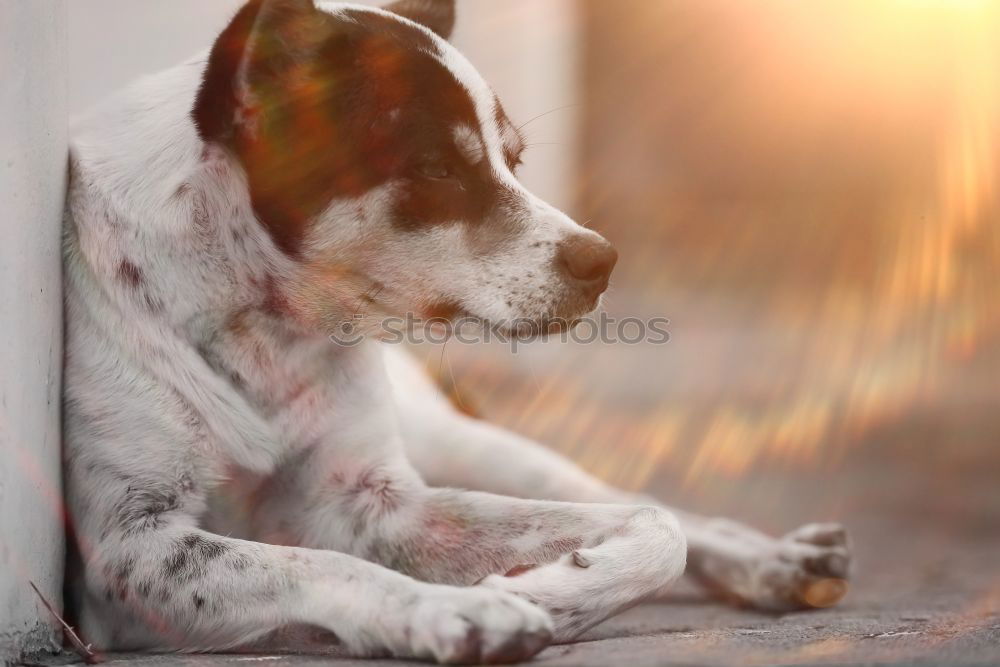 Similar – Cute Spanish greyhound relaxing on comfortable cozy home