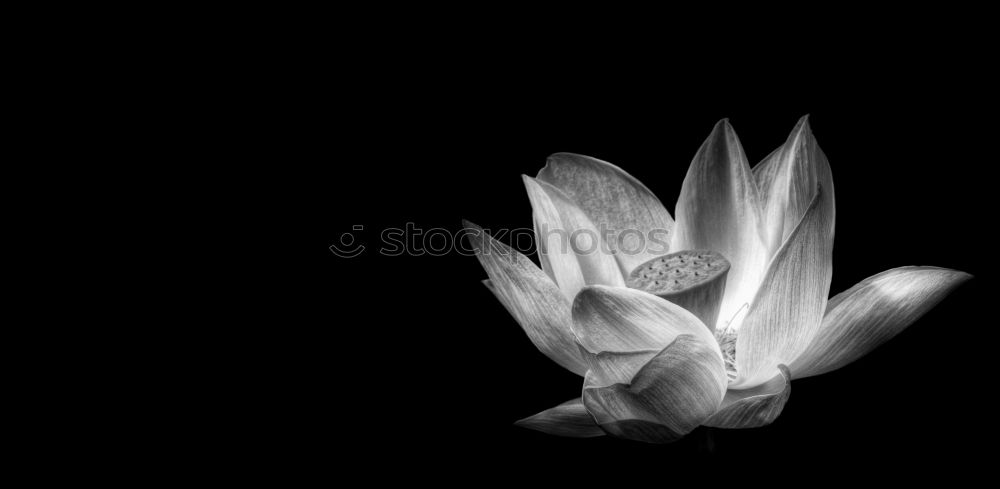 Similar – Image, Stock Photo poppy I Poppy leaf Blossom