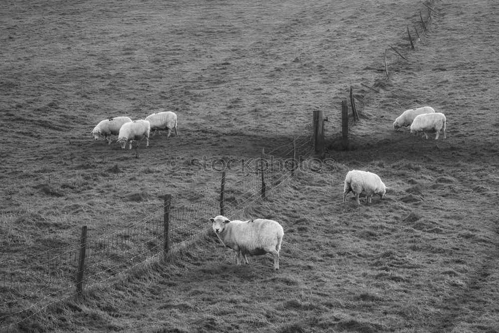 Similar – cloudy lawnmowers Sheep