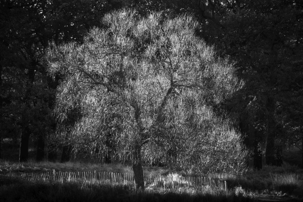 Similar – Image, Stock Photo black park