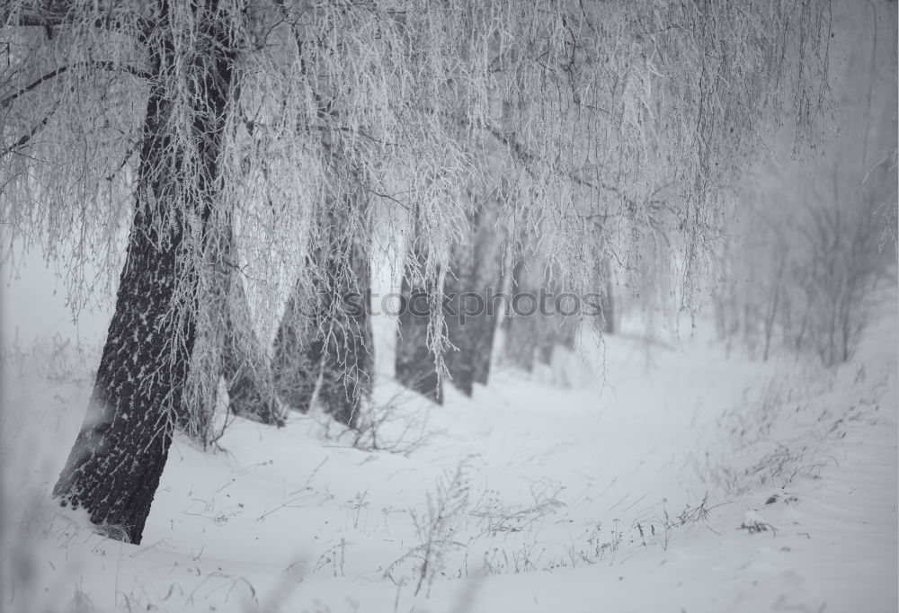 Similar – Trees in a hilly snowy landscape