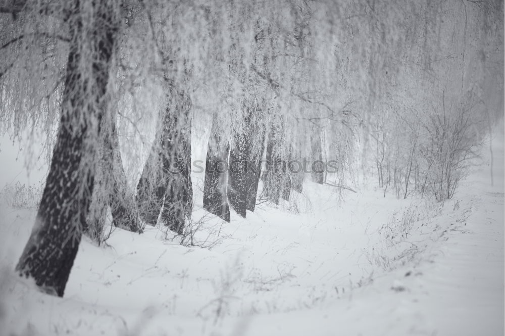 Similar – Winter in … Natur Wasser