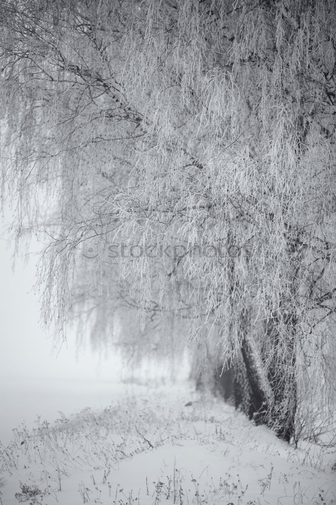 Similar – Foto Bild Winterfreuden Eis Frost