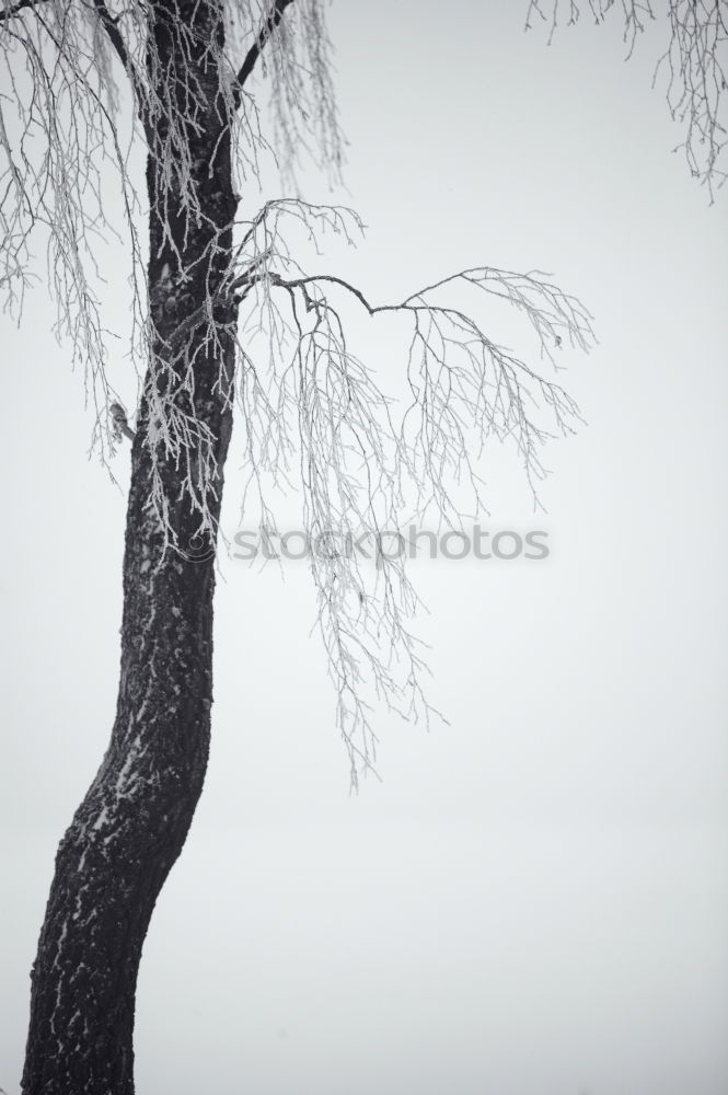 Similar – Foto Bild Übriges Winter Buchenblatt