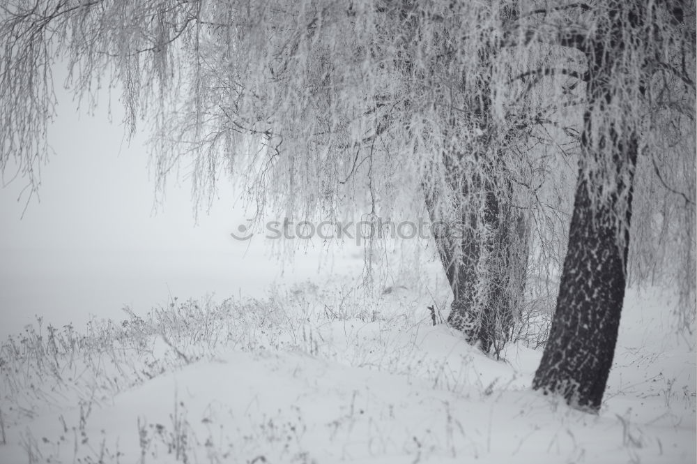 Similar – Image, Stock Photo Tracks in the snow Frozen