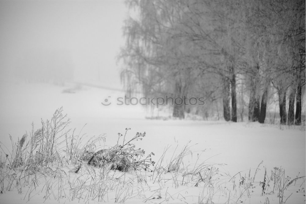 Similar – Image, Stock Photo SNOWMAN Winter Ice Frost