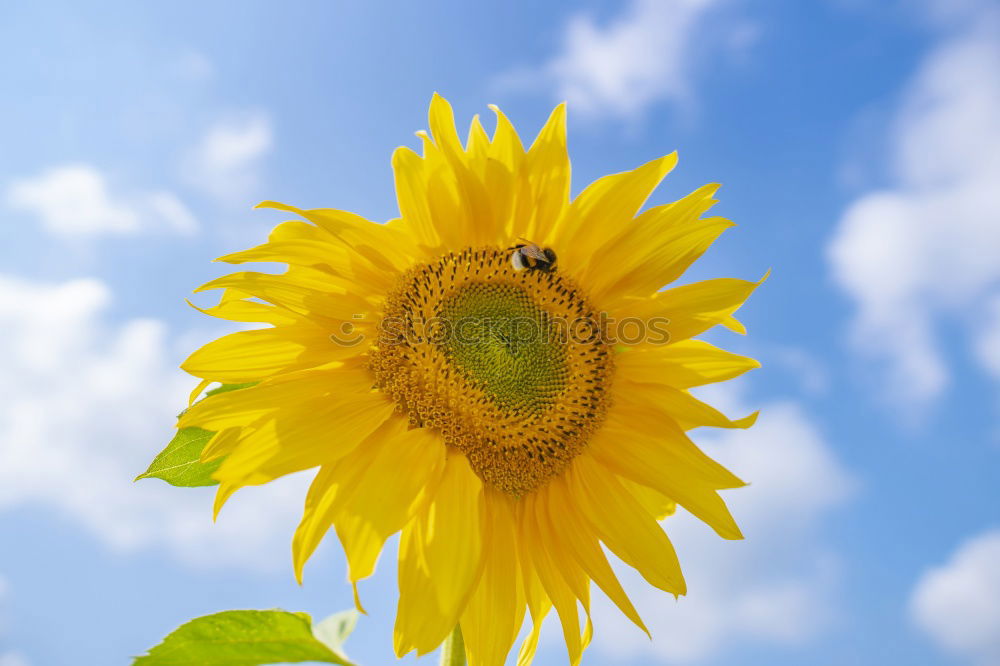 Similar – sommer Sonnenblume grün