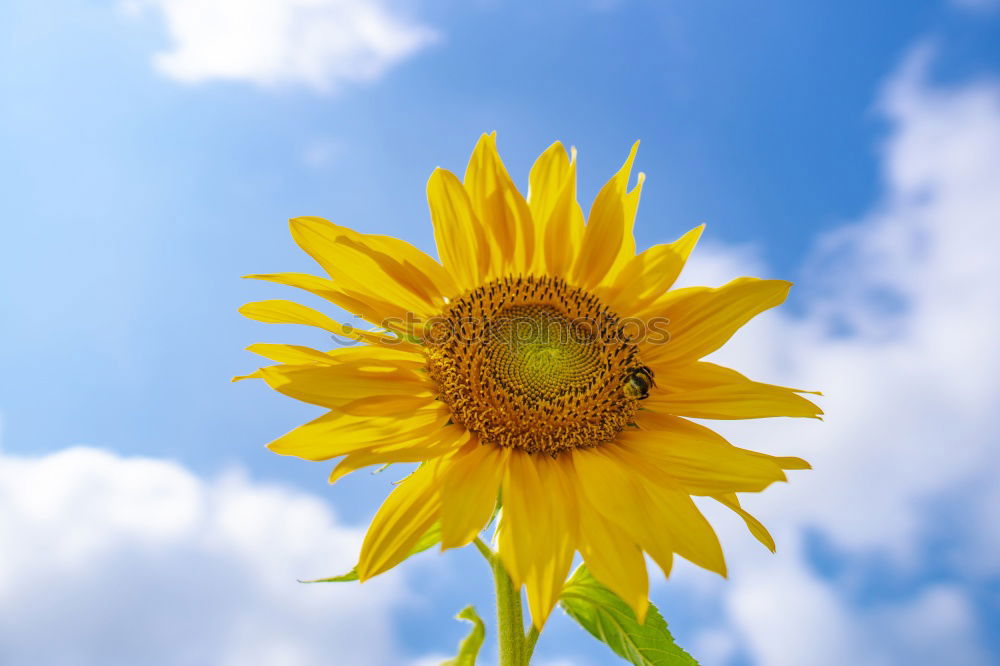 Similar – flowerage Sunflower