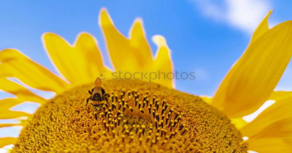 Similar – blossoming Sunflower Bulb