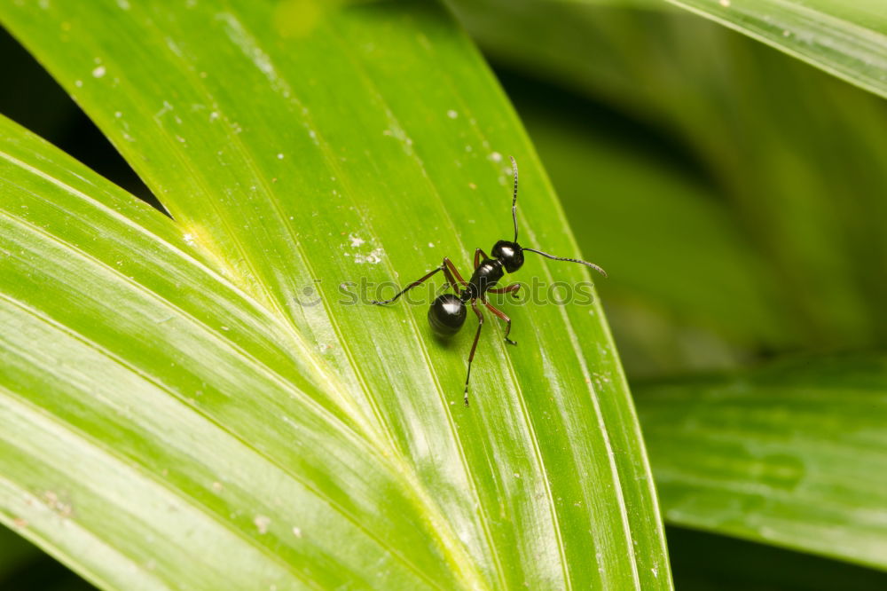 Similar – fly on reed leaf Spring