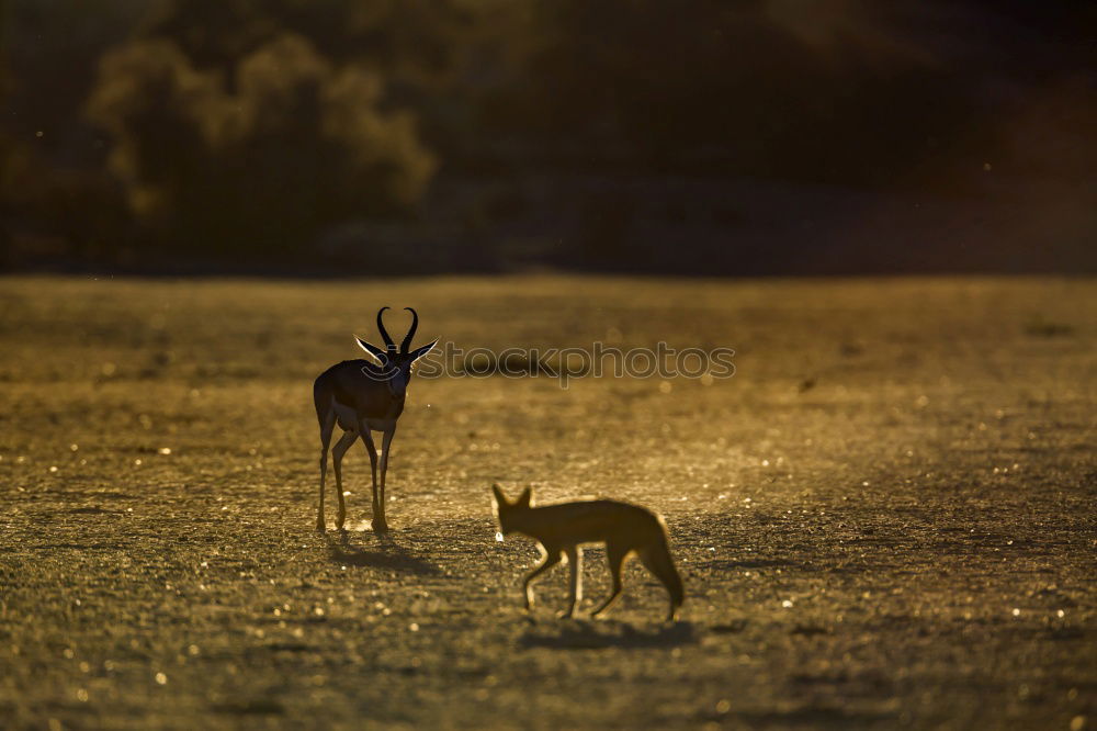 Similar – Lonely deer on the meadow