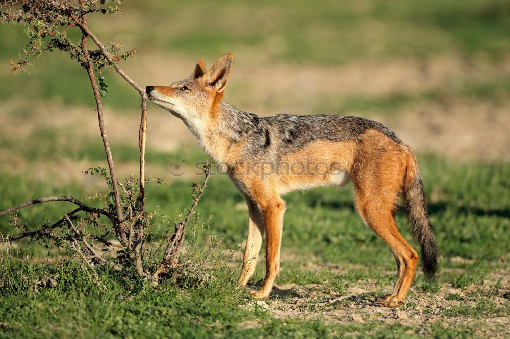 Similar – cute young red fox