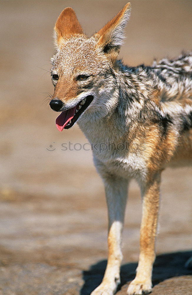 Similar – Image, Stock Photo Wallaby Beautiful