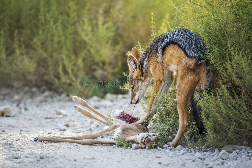 Image, Stock Photo Adventure Playground Nature #4