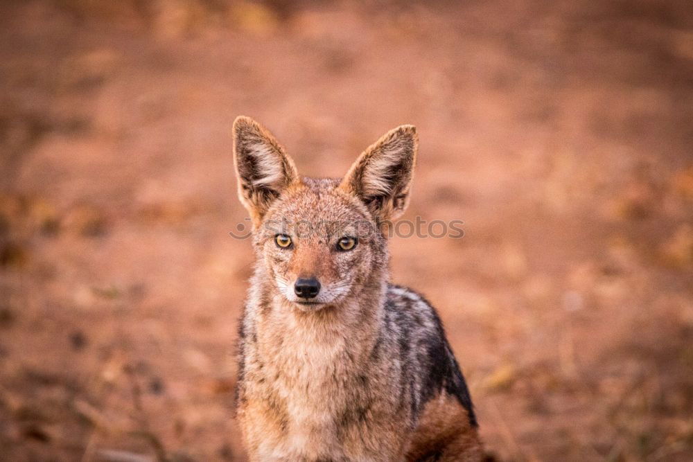 Similar – Jackal Namibia Savannah