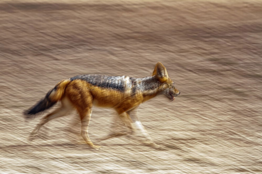 Similar – Funny dog sitting on beach