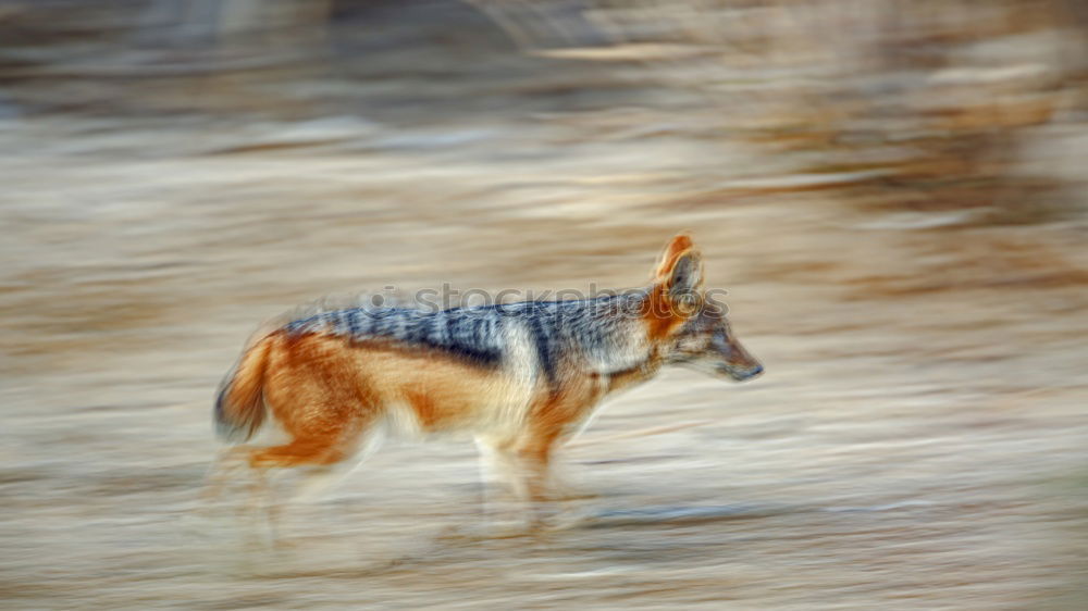 Similar – Funny dog sitting on beach