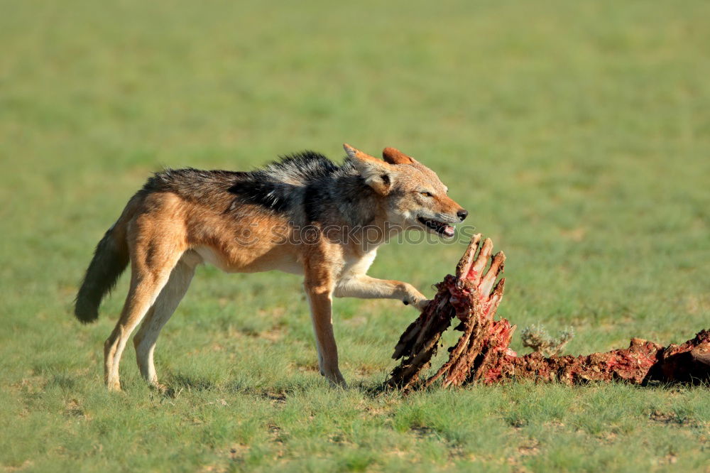Similar – Image, Stock Photo centrifugal force