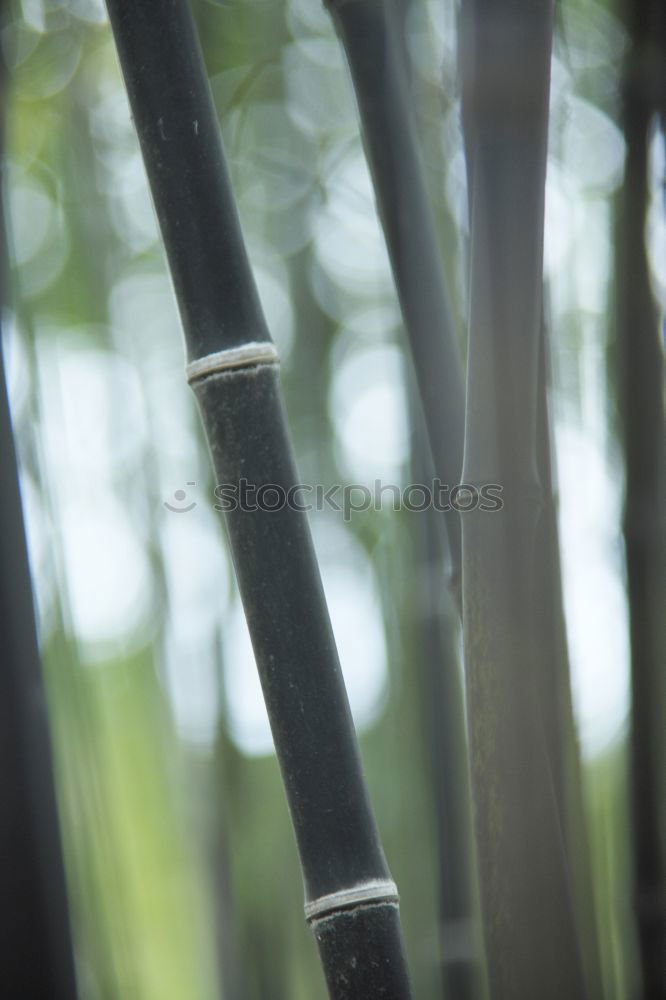 Similar – Image, Stock Photo Sun Remembrance