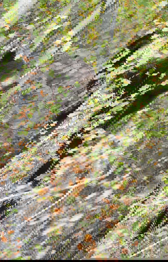 Similar – Foto Bild kokon Wald Baum Natur