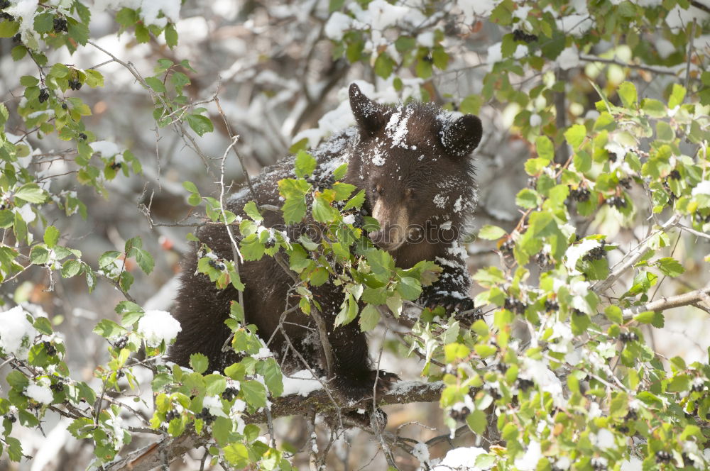 Image, Stock Photo Cat sitting on a tree between leaves