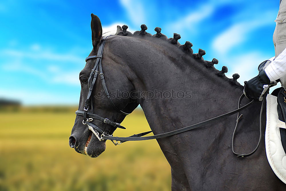 Similar – Image, Stock Photo summer Equestrian sports