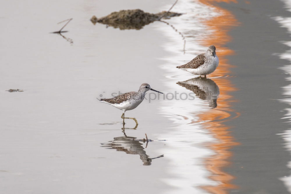 Similar – flamingo Bird Flamingo