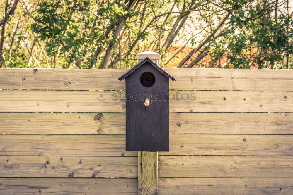 Similar – Image, Stock Photo Eurasian blue tit (Cyanistes caeruleus) and DIY nest box